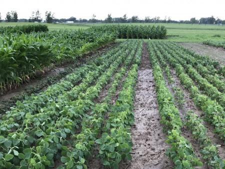 Organic Demonstration Plot